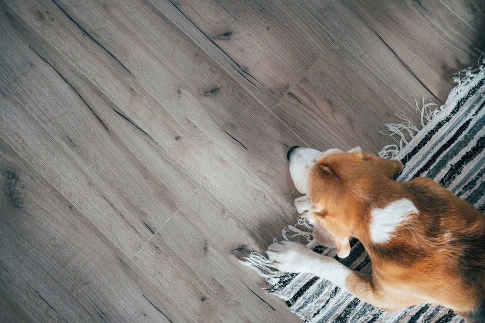 Dog Flooring